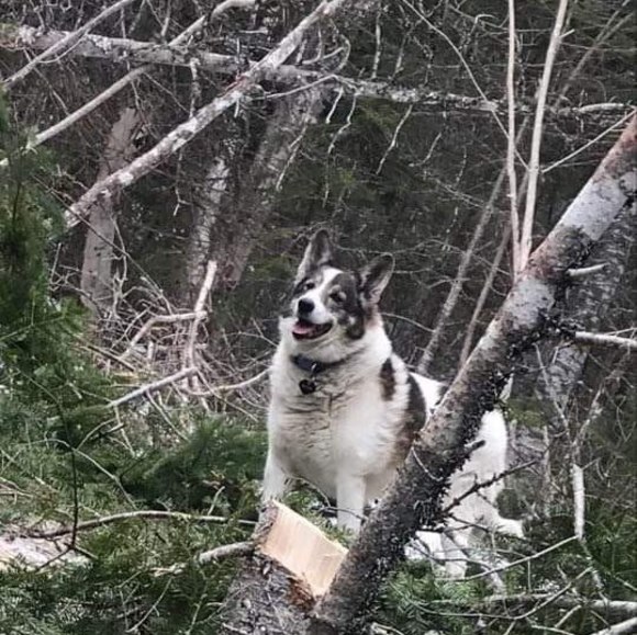 Meet your Posher, Carson - Picture 1 of 1